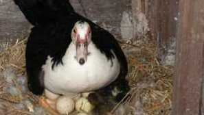 Koliko dni indo reuter sedi na jajcih?